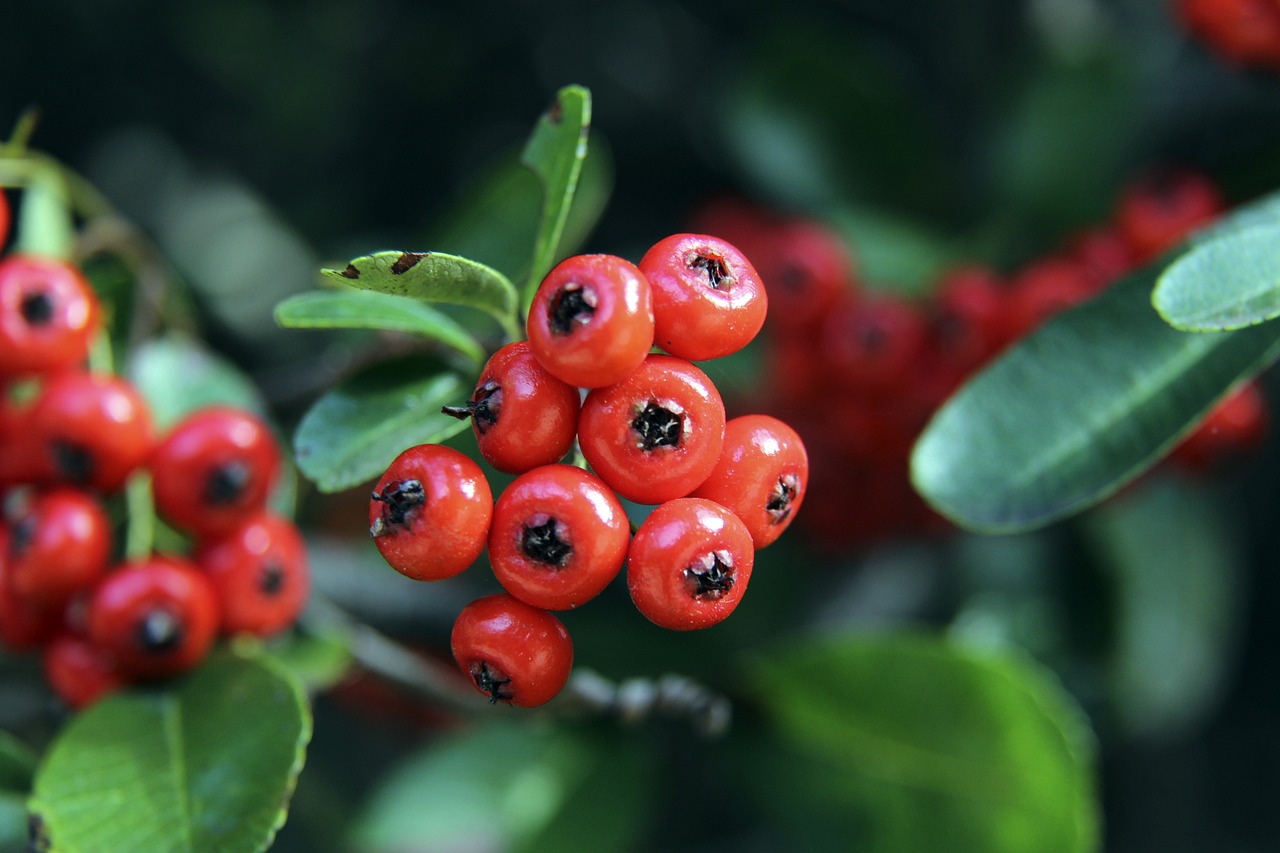 來陣容深度 來陣容深度